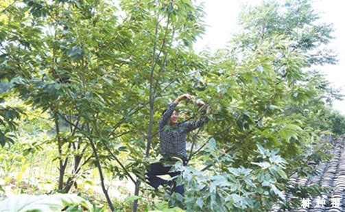 板栗树夏季如何修剪？