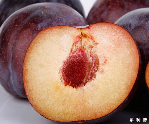生的黑布林怎么催熟？