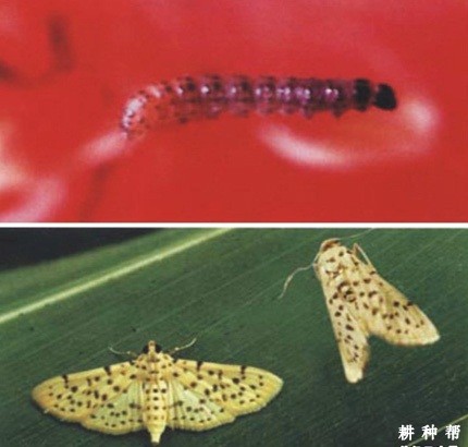 板栗树桃蛀螟怎么防治？附图片