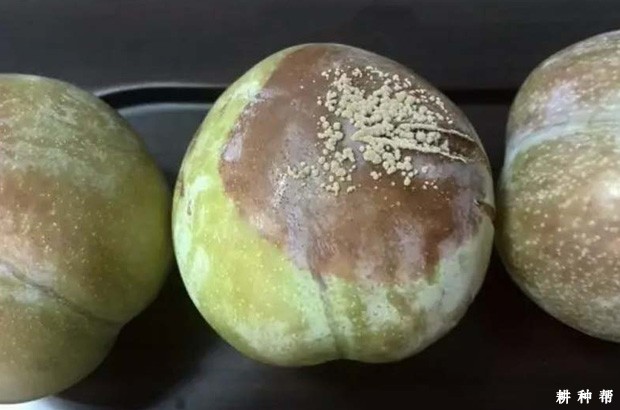 李褐腐病怎么防治？附图片