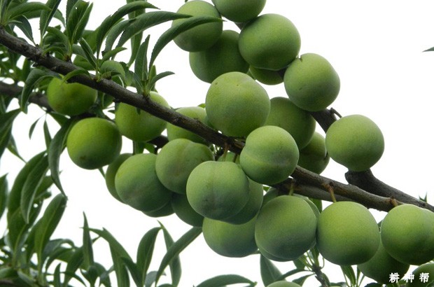 李子是酸性还是碱性食物？