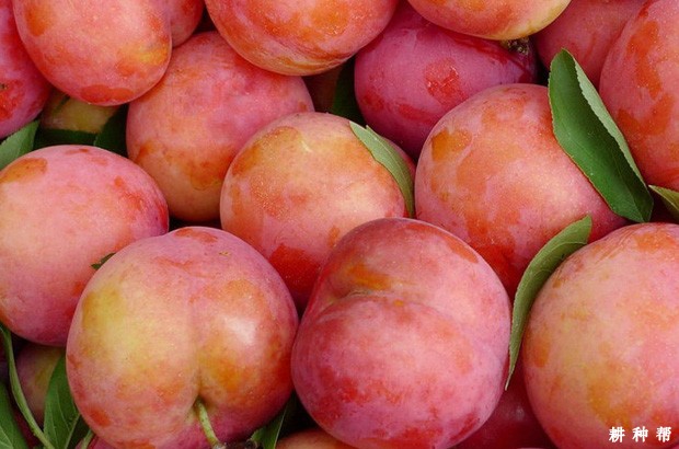 李子是酸性还是碱性食物？