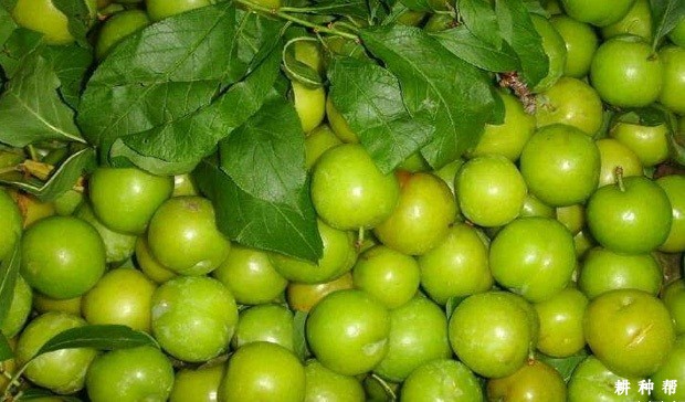 三月李含有哪些营养成分？