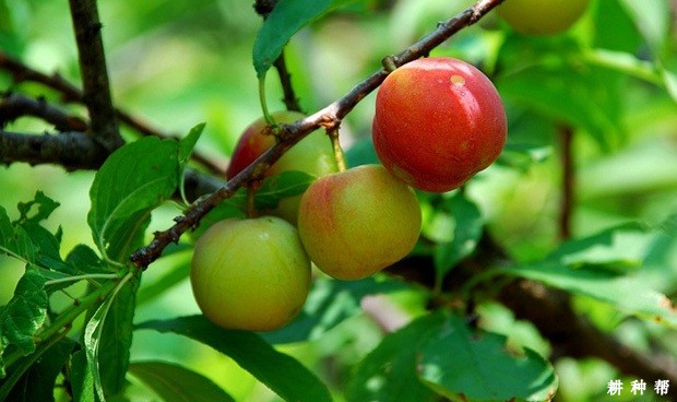 三月李含有哪些营养成分？