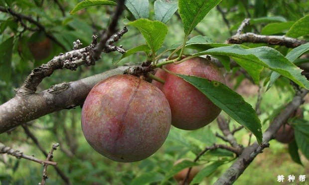 三华李含有哪些营养成分？