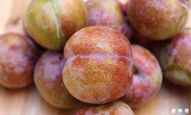 红心李品种好不好? 红心李品种好不好?