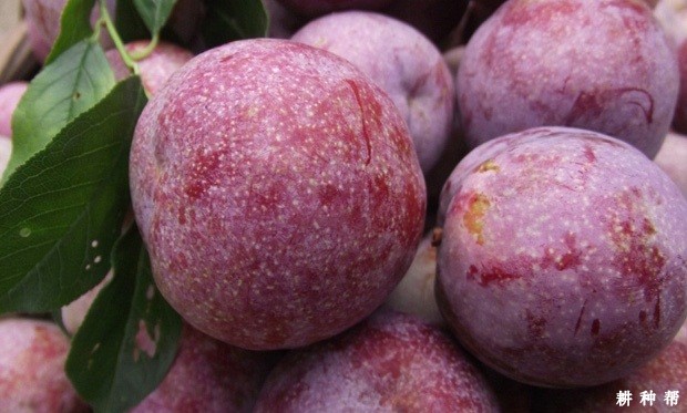 三华李含有哪些营养成分？