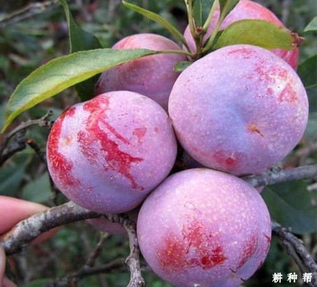 红心李品种好不好? 红心李品种好不好?