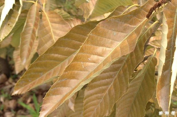 板栗红蜘蛛如何防治？附图片