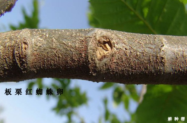 板栗红蜘蛛如何防治？附图片
