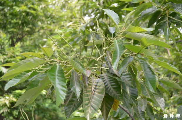 板栗红蜘蛛如何防治？附图片