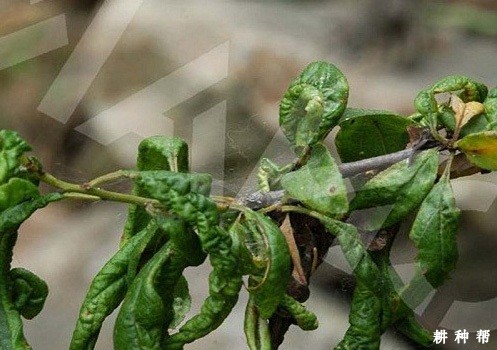 李树袋果病怎样防治？附图片
