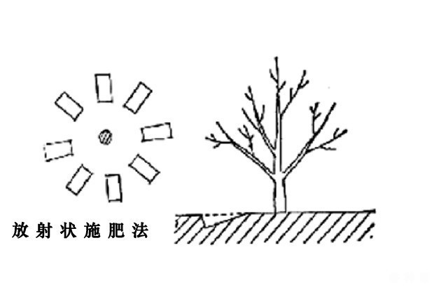 李子树一年施几次肥？