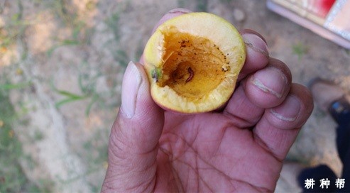 李小食心虫该怎么防治？附图片