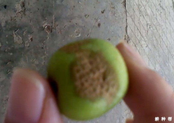 李树疮痂病如何防治?附图片 李树疮痂病如何防治?附图片