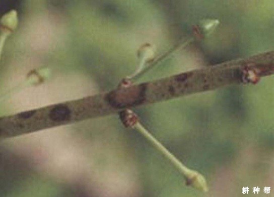 李树疮痂病如何防治?附图片 李树疮痂病如何防治?附图片