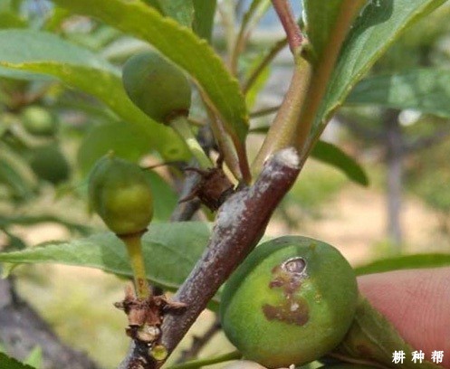 李树疮痂病如何防治?附图片 李树疮痂病如何防治?附图片