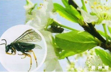李实蜂怎样防治？附图片