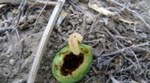 李实蜂怎样防治？附图片