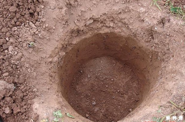 李子树如何种植？