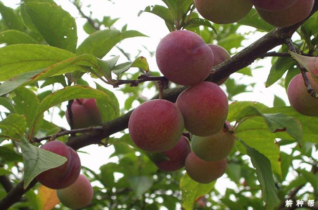 **适宜种植李子的土壤和气候是怎么样？