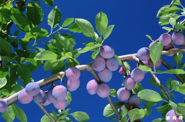 **适宜种植李子的土壤和气候是怎么样？