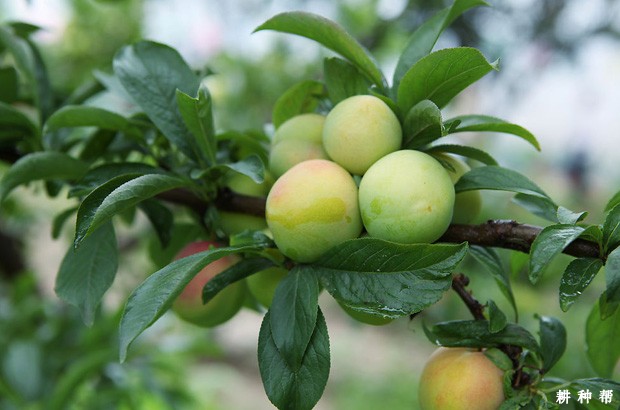 **适宜种植李子的土壤和气候是怎么样？