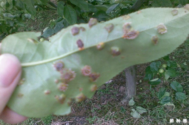 板栗如何防治栗叶瘿螨？附图片