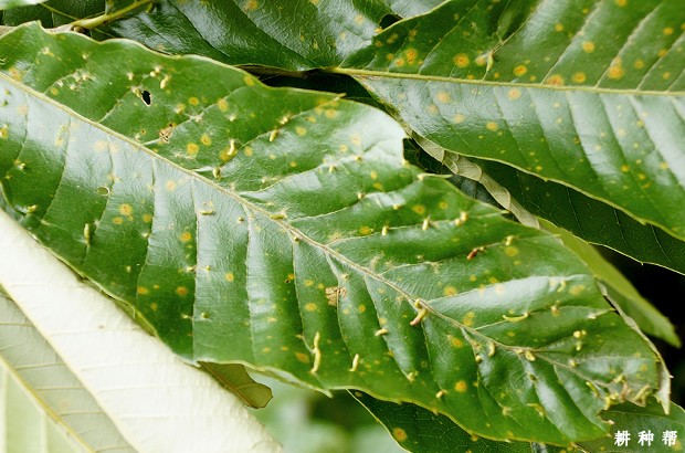 板栗如何防治栗叶瘿螨？附图片