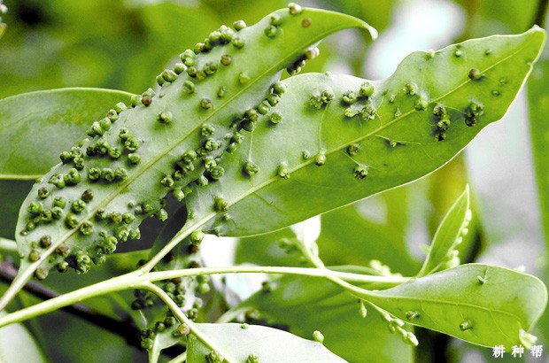 板栗如何防治栗叶瘿螨？附图片