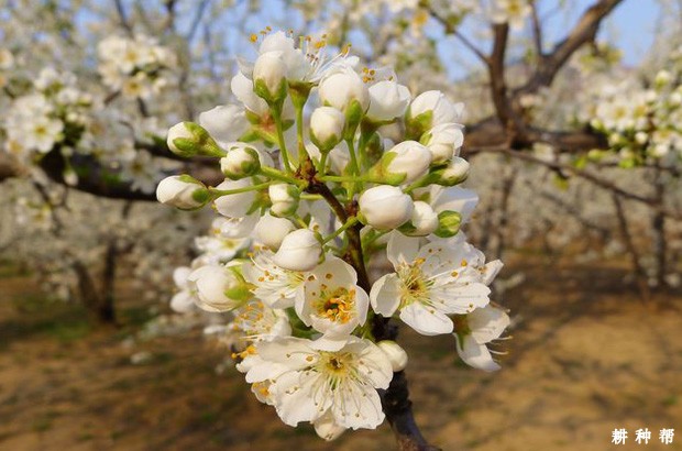 李子树如何配置授粉树？