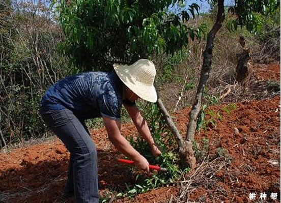 各时期的李子树怎么修剪？