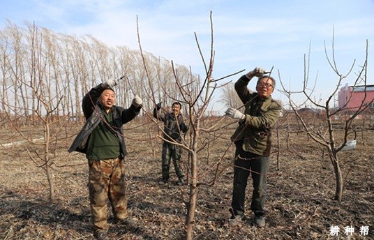 各时期的李子树怎么修剪？