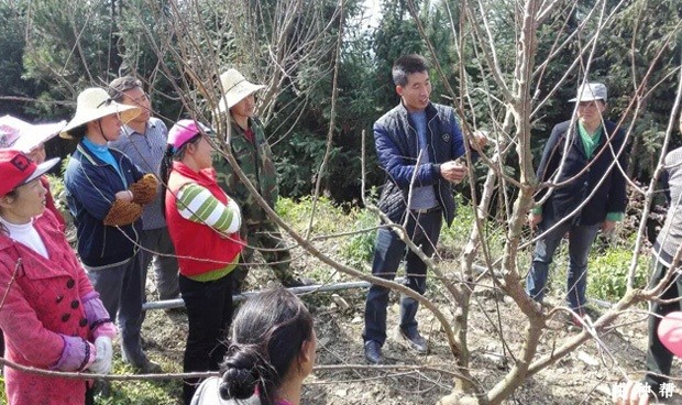 各时期的李子树怎么修剪？