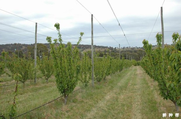 各时期的李子树怎么修剪？