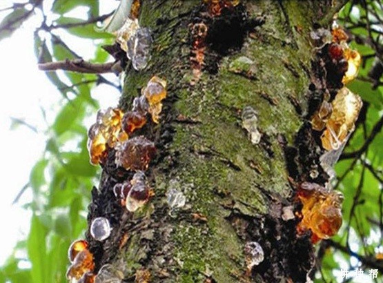 李树流胶病怎么防治？附图片