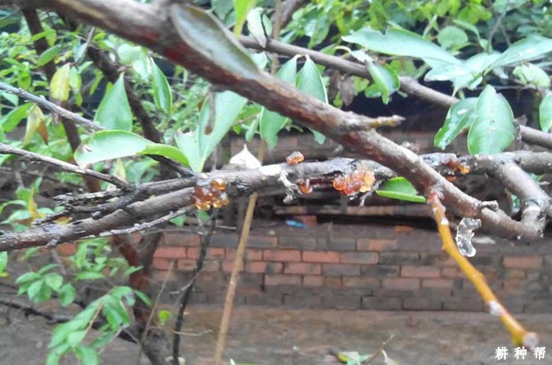 李树流胶病怎么防治？附图片