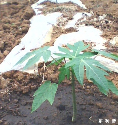 木瓜怎么种植？