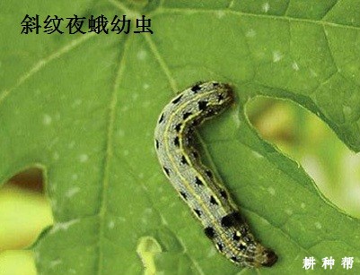 木瓜斜纹夜蛾怎么防治？附图片