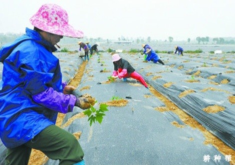 木瓜怎么种植？