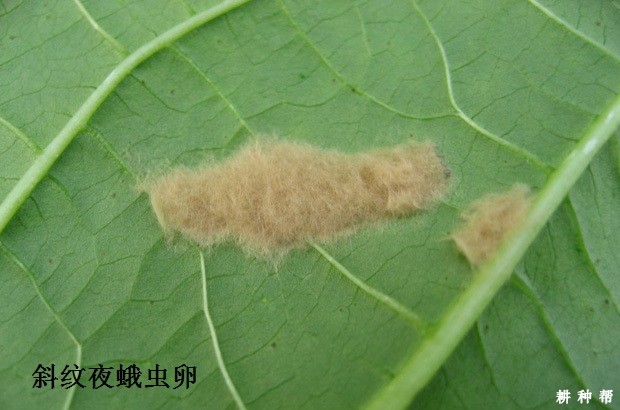木瓜斜纹夜蛾怎么防治？附图片