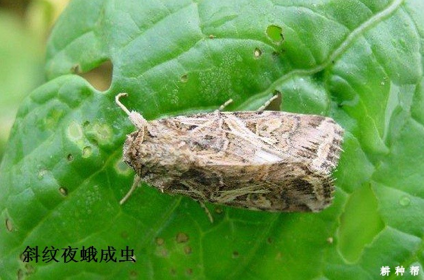 木瓜斜纹夜蛾怎么防治？附图片