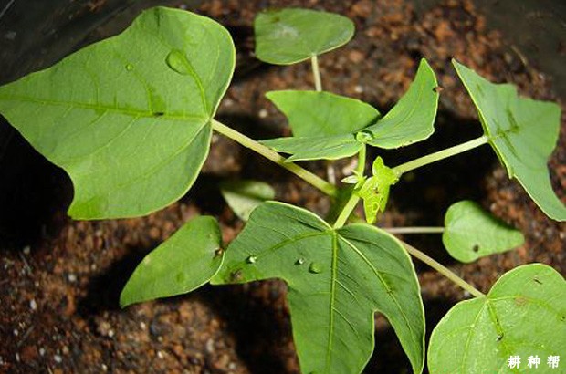 木瓜怎么育苗？