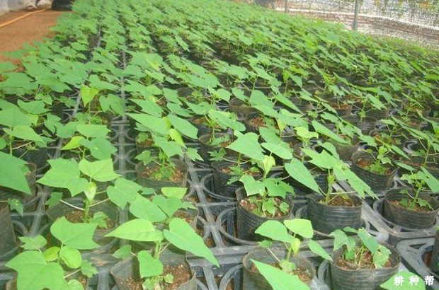 木瓜怎么育苗？