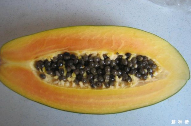 木瓜怎么育苗？