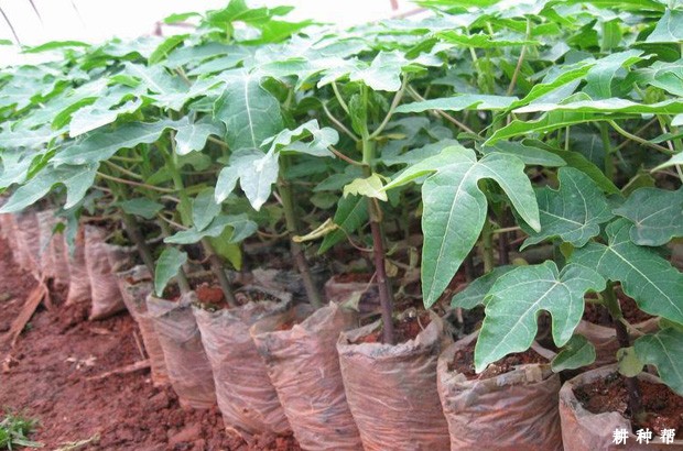 木瓜怎么育苗？