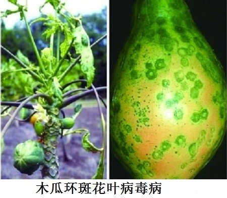 木瓜蚜虫如何防治？附图片