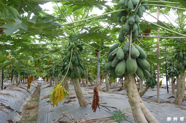 种植木瓜需要的条件是怎么样? 种植木瓜需要的条件是怎么样?