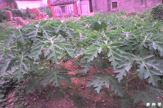 种植木瓜需要的条件是怎么样? 种植木瓜需要的条件是怎么样?