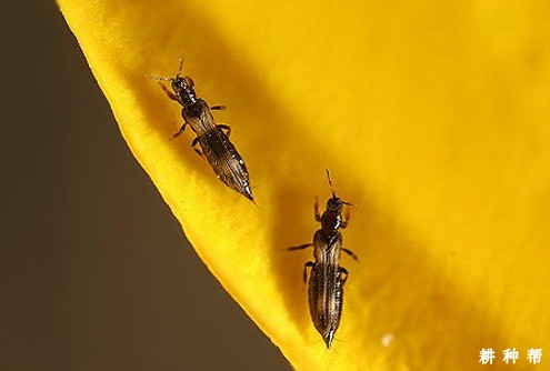 木瓜如何防治蓟马？附图片